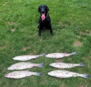 Read more about the article K9 Officer Scup nabs Striped Bass Poachers in Connecticut