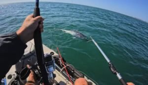 Read more about the article Video: Kayak Anglers Lands Bluefin Tuna