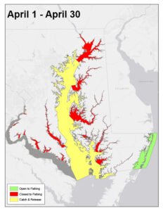 Read more about the article Maryland’s 2026 Striped Bass Season Opens for Catch-and-Release Fishing in April