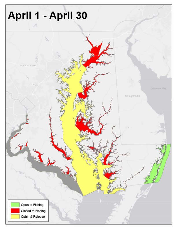 Read more about the article Maryland’s 2026 Striped Bass Season Opens for Catch-and-Release Fishing in April