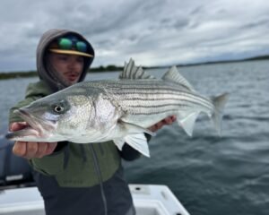 Read more about the article Buzzards Bay’s Spring Striper Run