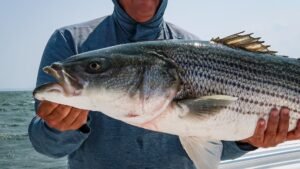 Read more about the article The Truth about the Current State of Striped Bass