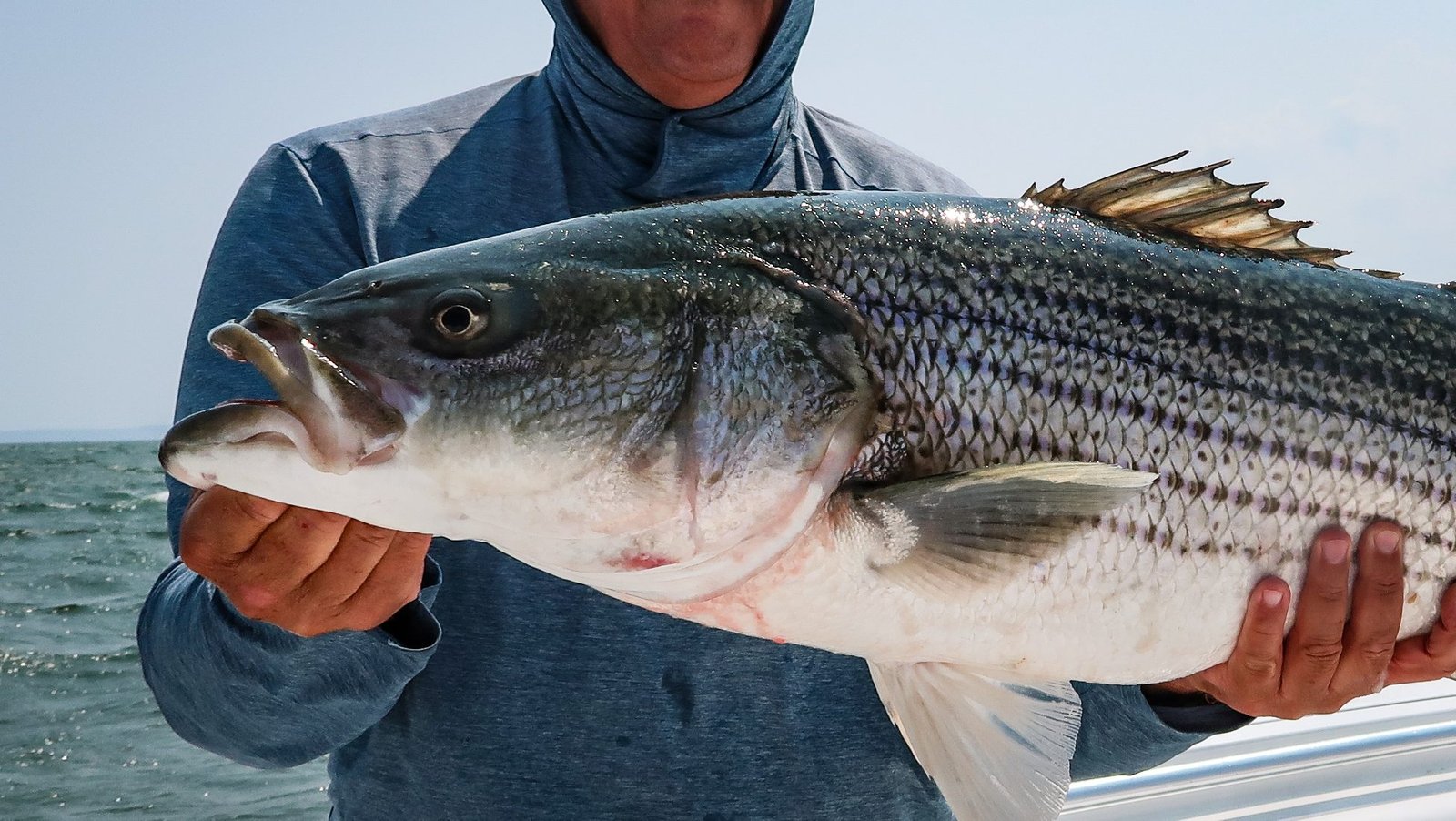 Read more about the article The Truth about the Current State of Striped Bass
